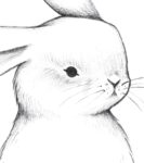 bunny-art-print-front-bunny